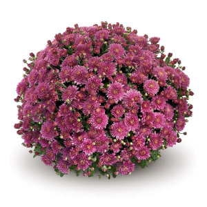 Deep Violet Mum