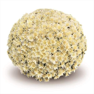 Gorgeous Vanilla Mum