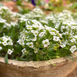 Tiny Tim Alyssum