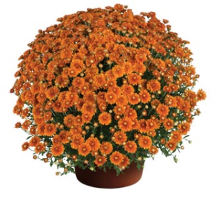 Burnished Orange Mum